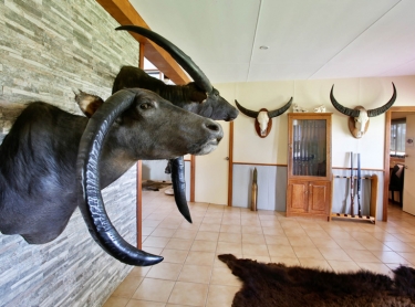 Buffalo are hunted as trophies on Carmor Plains station, a floodplains property next to Kakadu NP