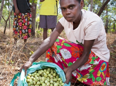 Women at Wadeye collect Kakadu plum, or mimarral as it is known in the region. The fruit is processed at Wadeye. Althea Jabinee (centre) and Elizabeth Gumaduck (left) and Joanne Tchemjirr with the fruit