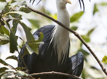 Pied heron looks down from a tree at the mouth of the Daly River