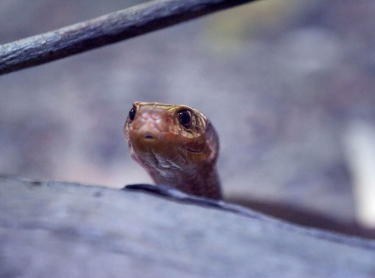 Reptile - a deadly Taipan snake Photographer: David Hancock. Copyright: SkyScans