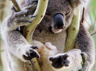 Koala bear inhabits a eucalypt tree in northern NSW. Mammal wildlife native fauna Photographer: David Hancock. Copyright: SkyScans.