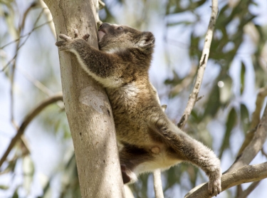 koala rests in a eucalypt in northern NSW, australia. The native animal sleeps or rests for up to 20 hours a day. marsupial mammal wildlife bear baby koala