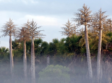 Arafura Swamp area in Arnhem Land, northern Australia. Arafura palms, showing flower spikes