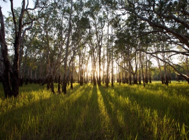 Arafura Swamp area in Arnhem Land, northern Australia. Morning light breaks through the paperbarks late in the dry season - waterline on trunks shows the level of wet season waters