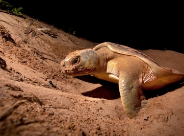 Bare Sand Island in Bynow Harbour is a prime nesting area for flatback turtles in northern Australia. The marine reptiles lay more than 500,000 eggs a year on the island, of which about two percent survive