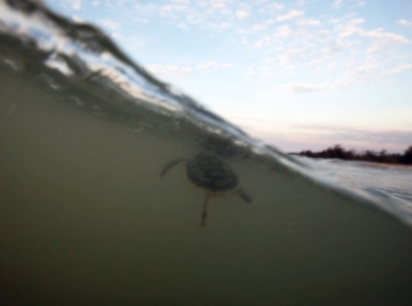 Turtle hatchlings are released at Casuarina Beach, Darwin, one of the few large cities in the world where sea turtles nest