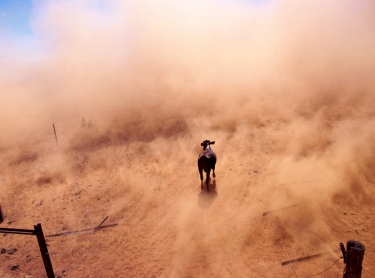 A helicopter is used to muster cattle on an Outback property in northern Australia. aerial aircraft cattle muster Photographer: David Hancock. Copyright: SkyScans.