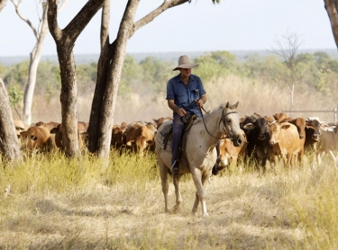Cave Creek Station, near Mataranka in the Northern Territory is home to the Sullivan family who raise cattle for the live export market. cattle beef livestock pastoral family busines. Sullivan family mustering cattle at Cave Creek