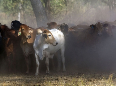 Cave Creek Station, near Mataranka in the Northern Territory is home to the Sullivan family who raise cattle for the live export market. cattle beef livestock pastoral family busines. Sullivan family mustering cattle at Cave Creek Rowan Sullivan