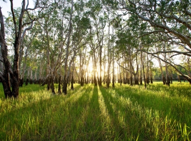 Arafura Swamp area in Arnhem Land, northern Australia. Morning light breaks through the paperbarks late in the dry season - waterline on trunks shows the level of wet season waters