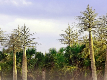 Arafura Swamp area in Arnhem Land, northern Australia. Arafura palms, showing flower spikes