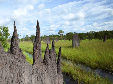 Termite mounds surrounded by water on the floodplains near Wagait Beach, across the harbour from Darwin