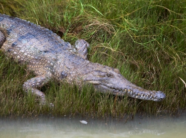 Nitmiluk NP - Cicada Lodge tourism resort - tourism destination - freshwater crocodile